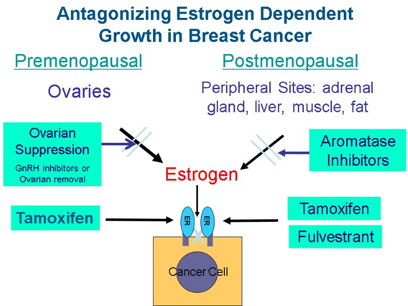 Antagonizing Estrogen Dependent  Growth in Breast Cancer Estrogen  Ovaries   